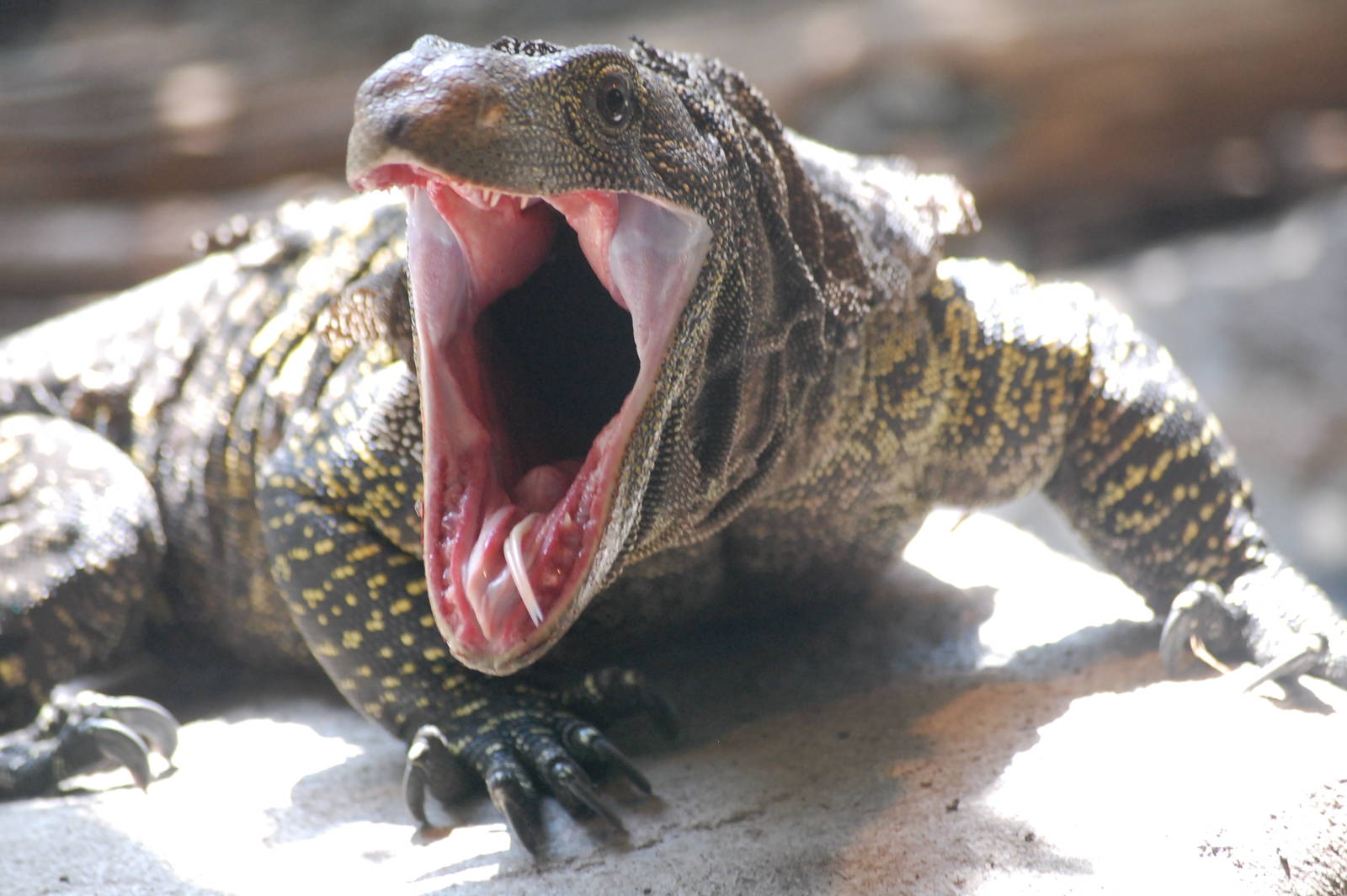 Crocodile Monitor