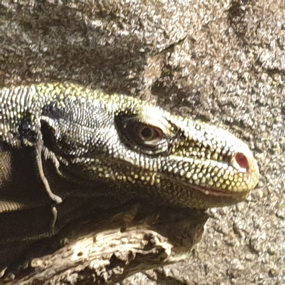 Crocodile Monitor