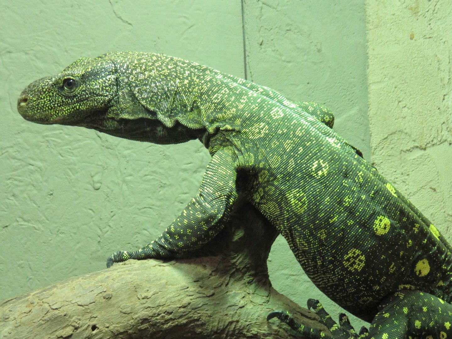 Crocodile monitor