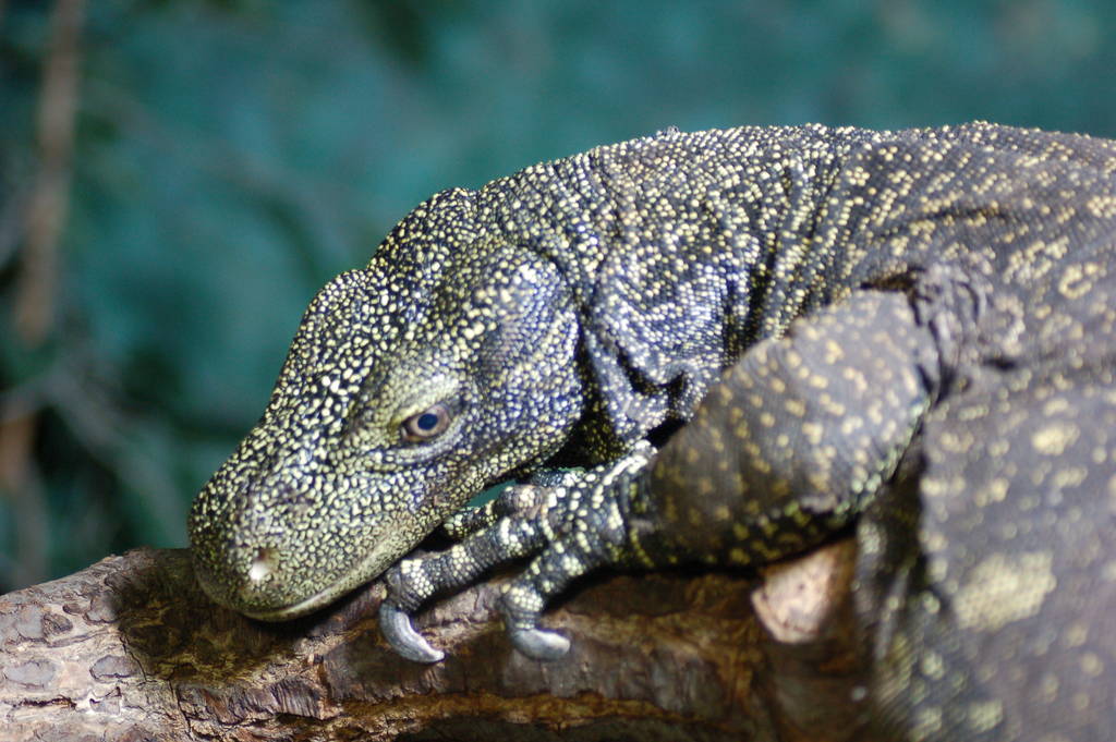 Crocodile monitor