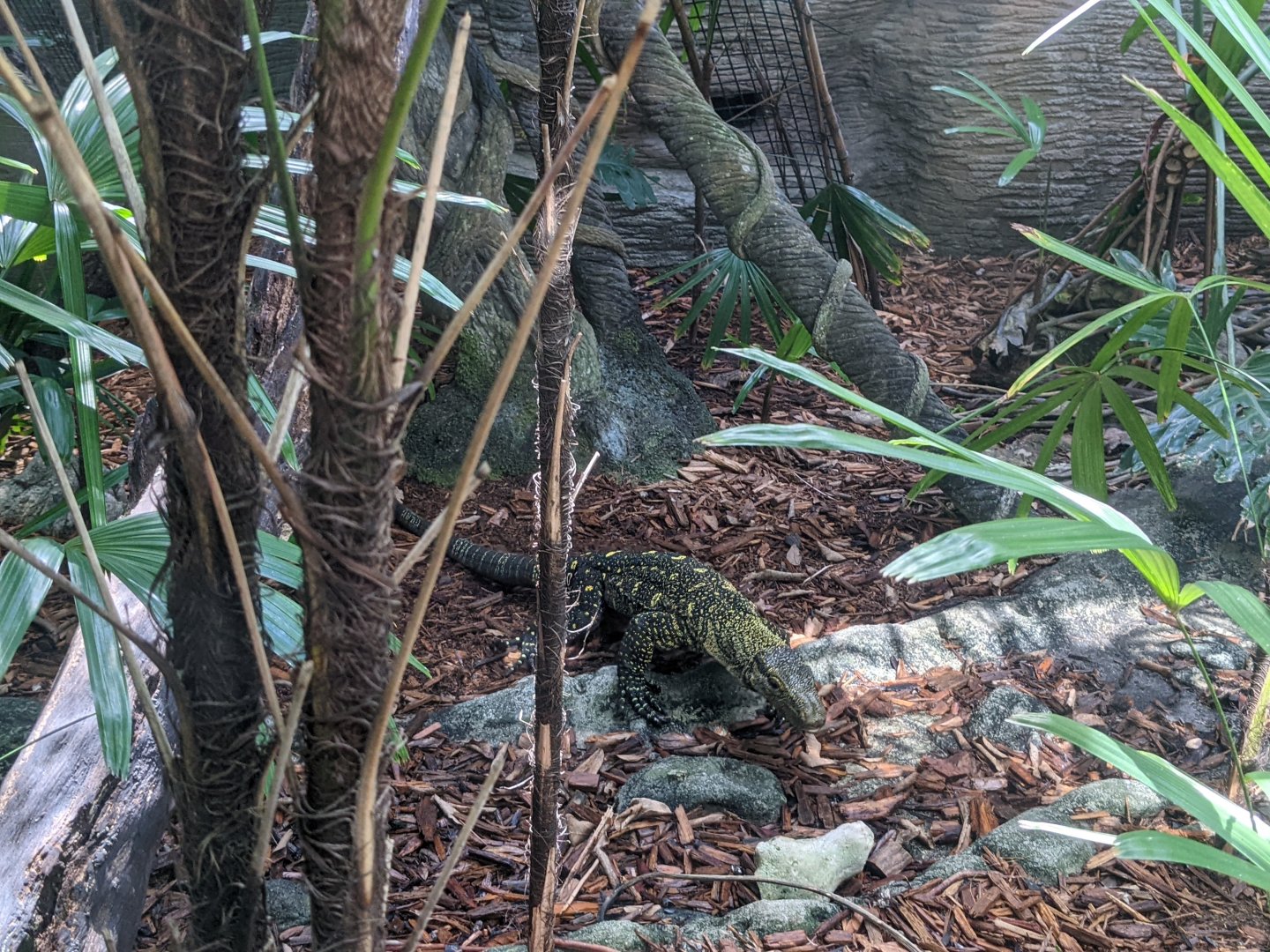 Crocodile monitor