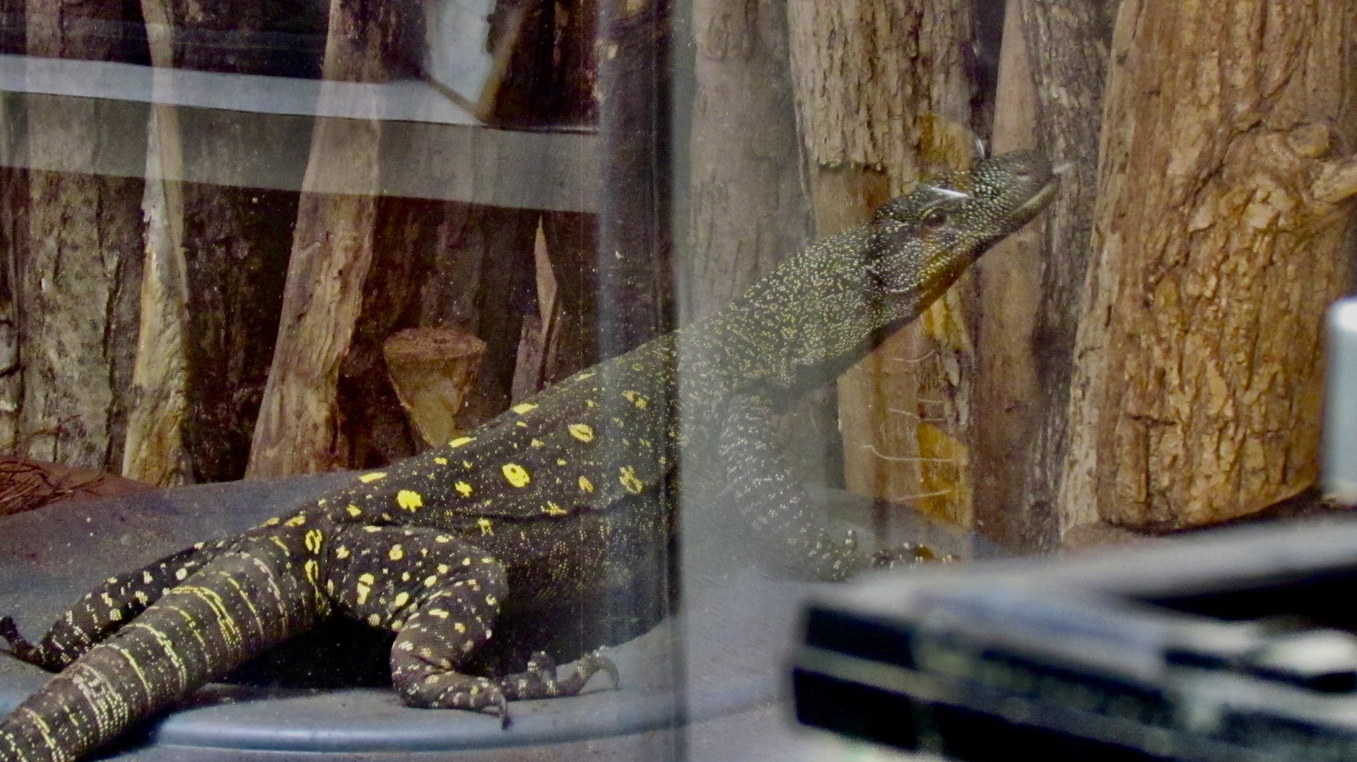 Crocodile Monitor