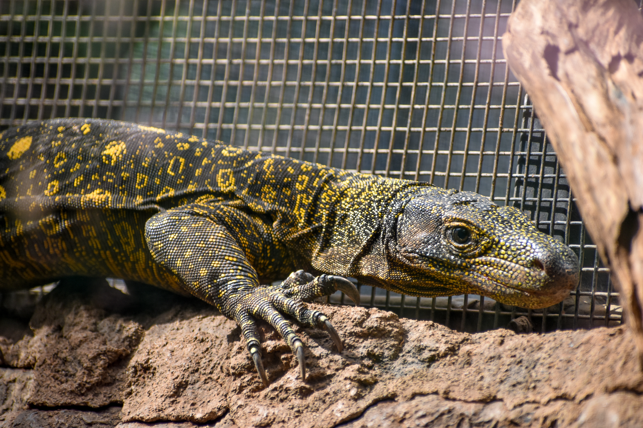 Crocodile Monitor