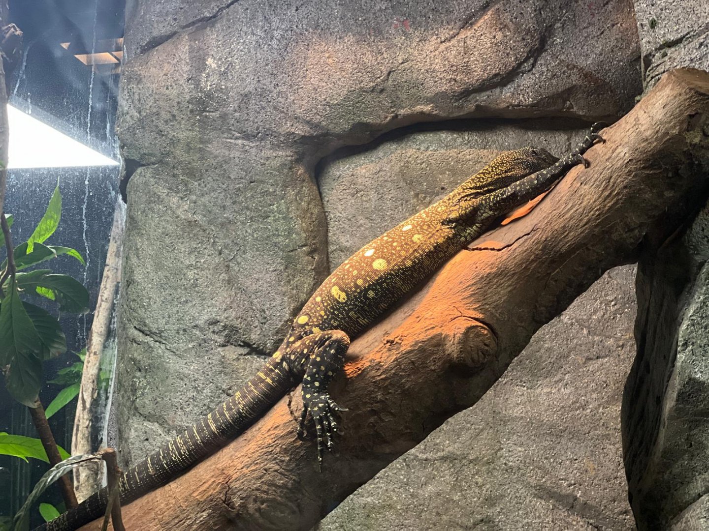 Crocodile Monitor