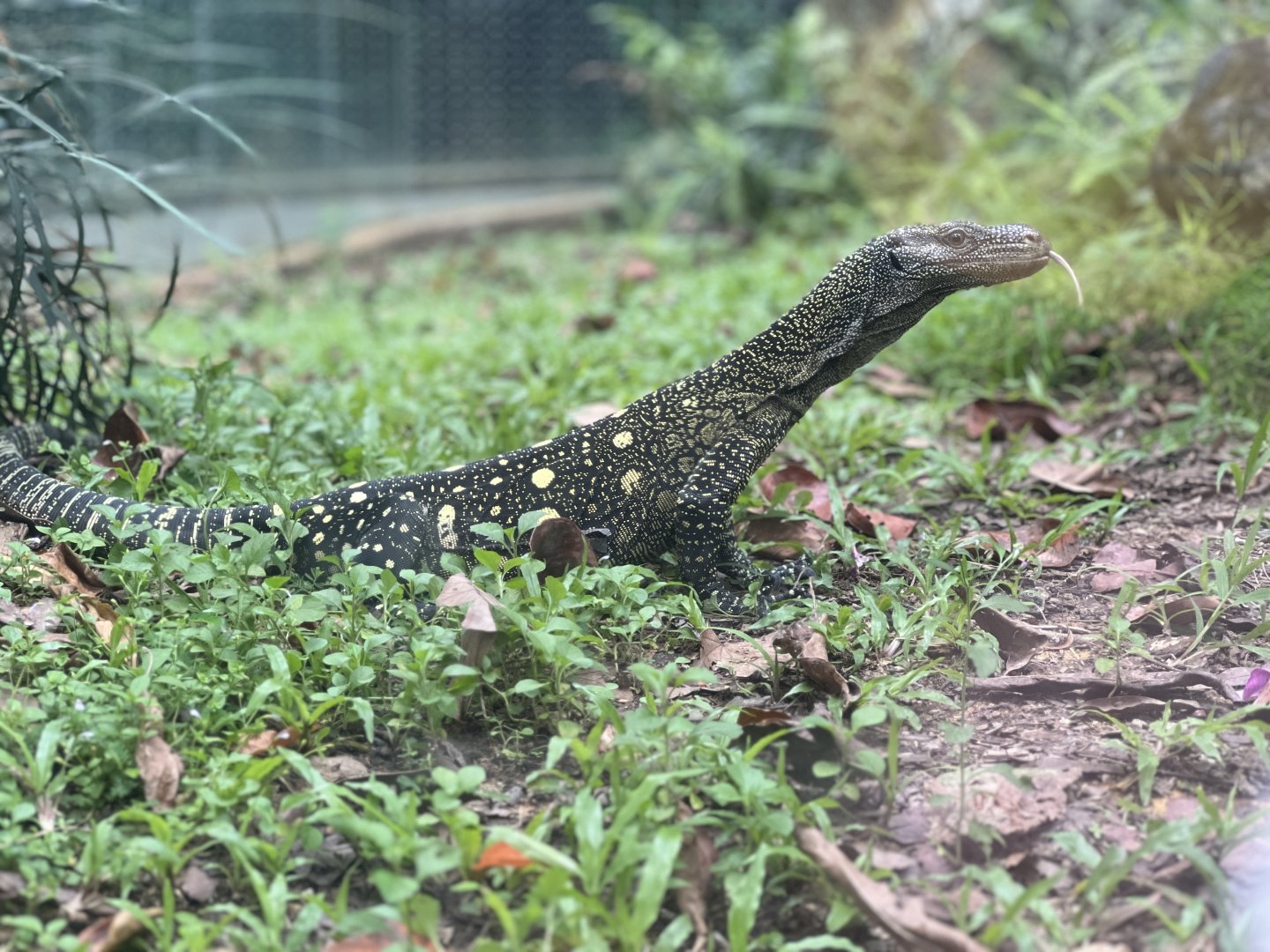Crocodile Monitor