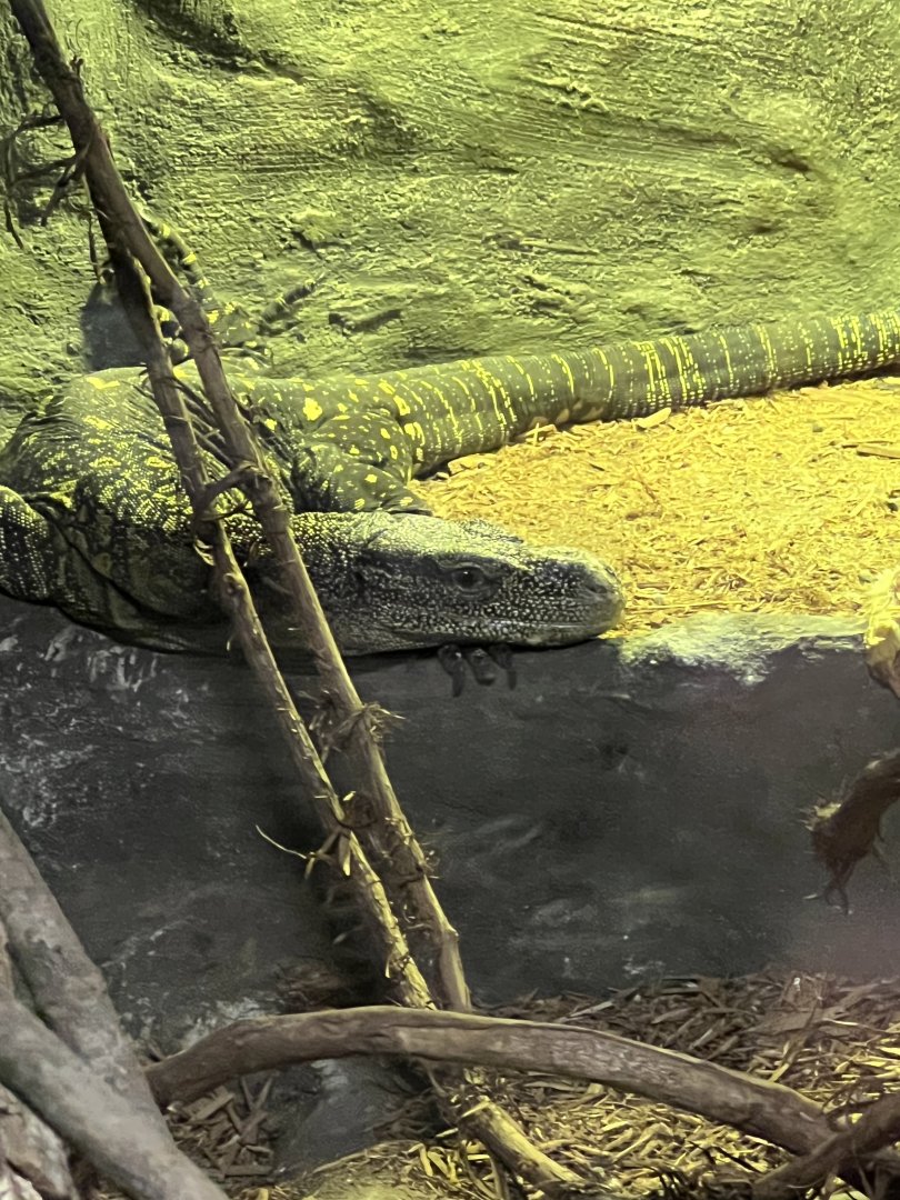 Crocodile Monitor