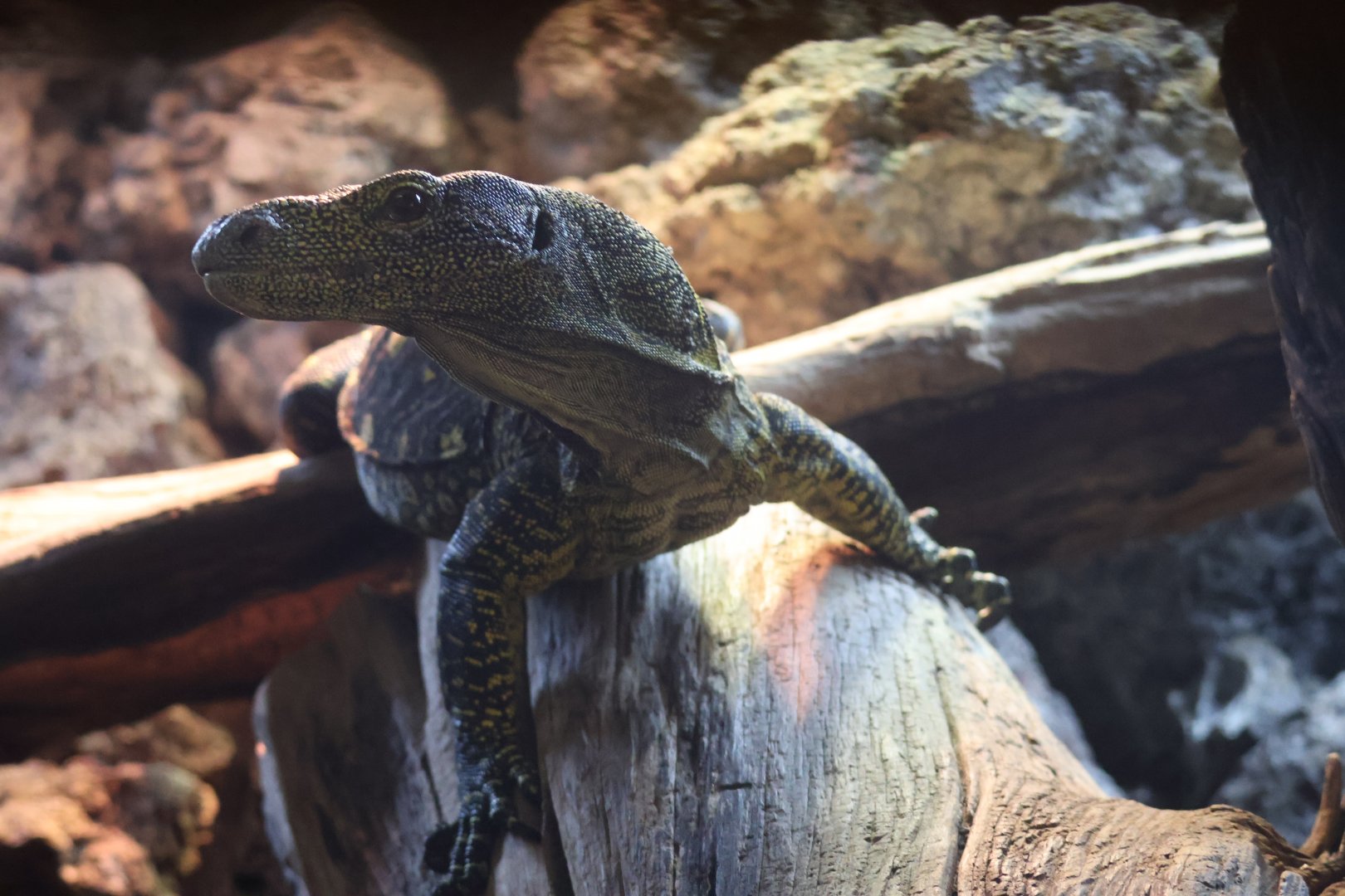 Crocodile Monitor
