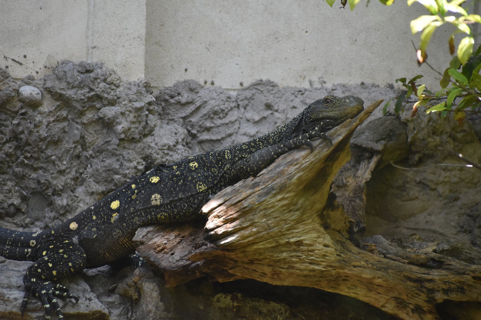 Crocodile Monitor