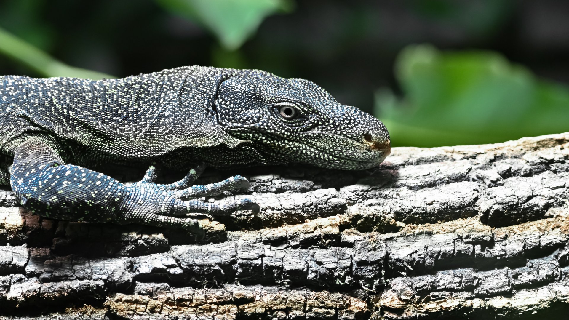 Crocodile monitor