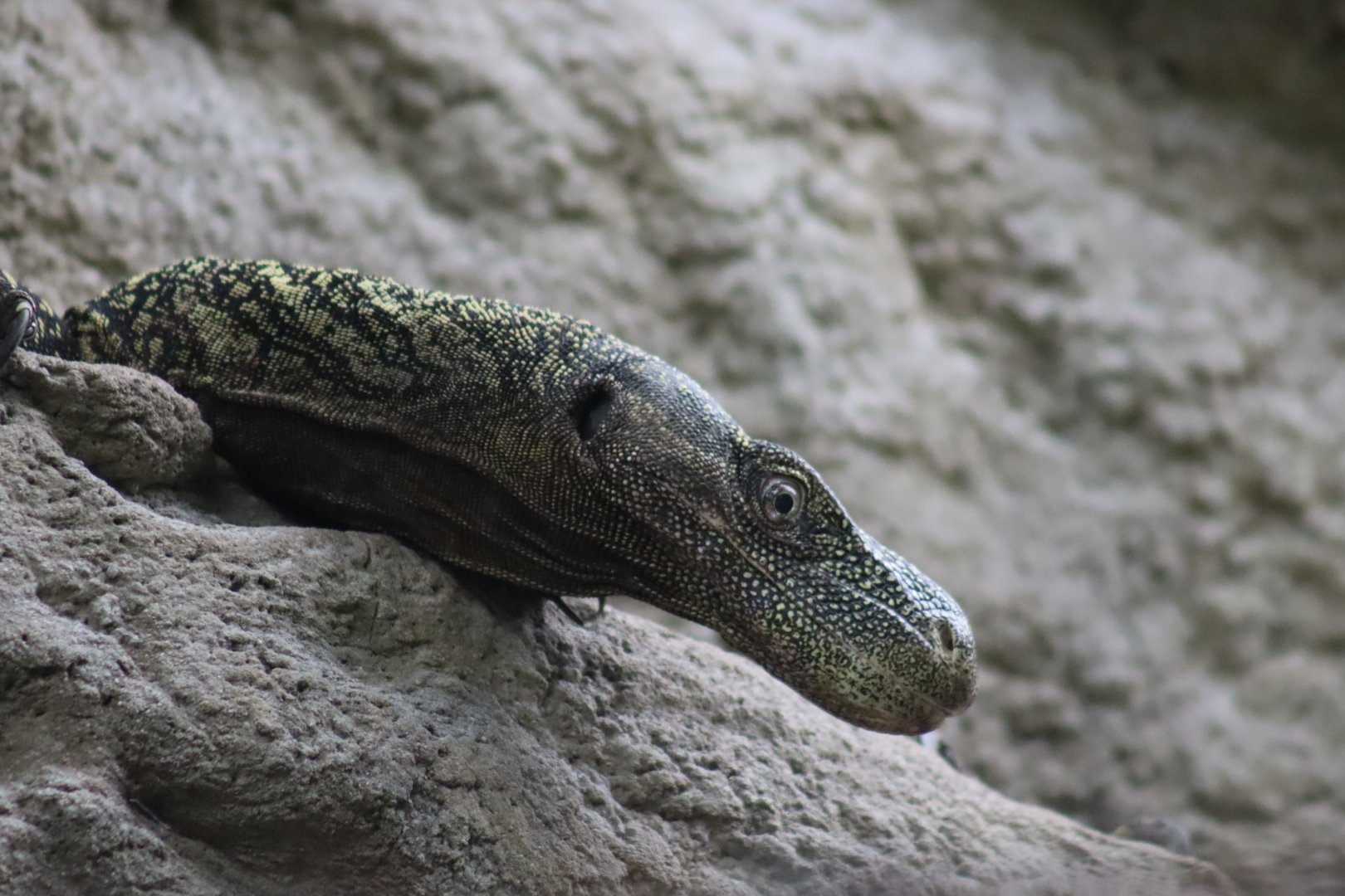 Crocodile Monitor