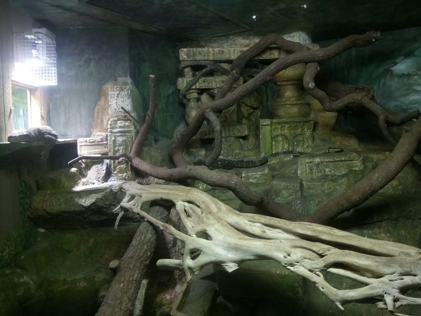 Crocodile Monitors Terrarium