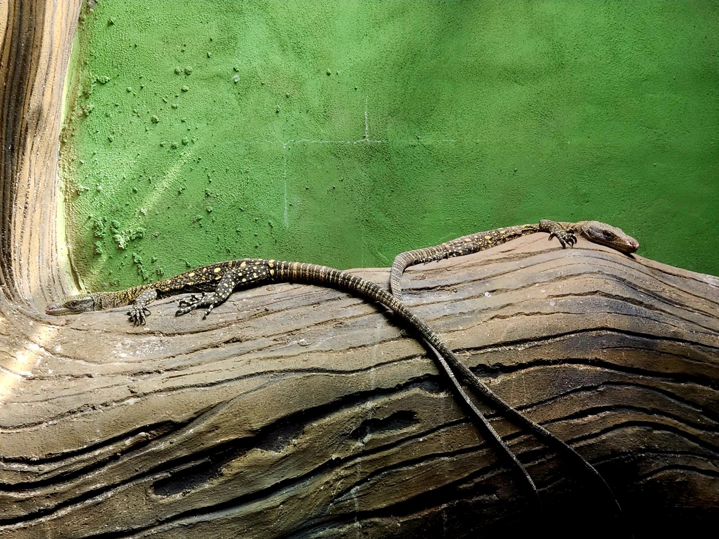 Crocodile Monitors (Varanus salvadorii)