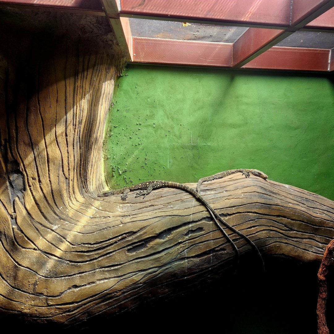 Crocodile Monitors (Varanus salvadorii)