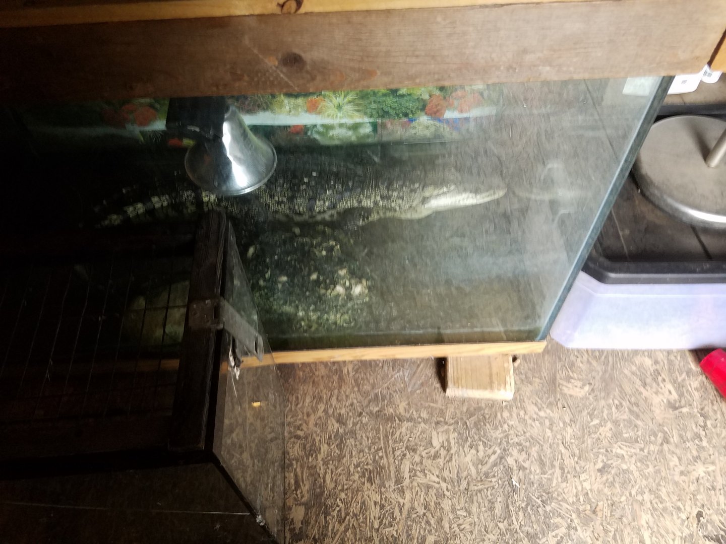 Crocodile (Moreletes?) in "exhibit"