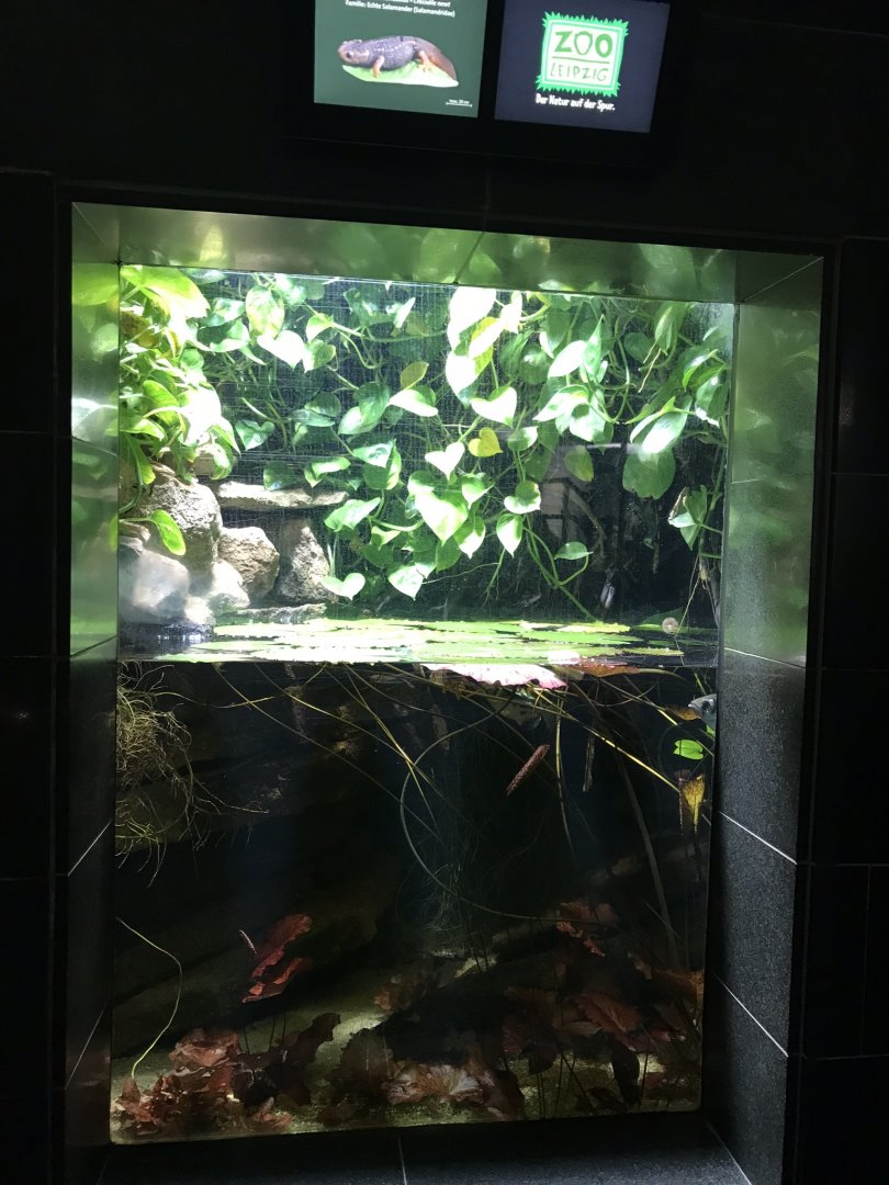 Crocodile newt exhibit 280118