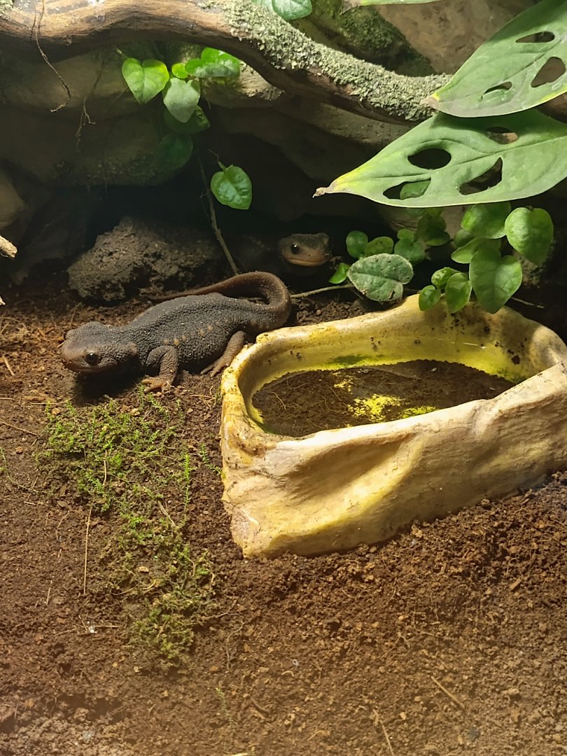 Crocodile Newt (Tylototriton verrucosus)