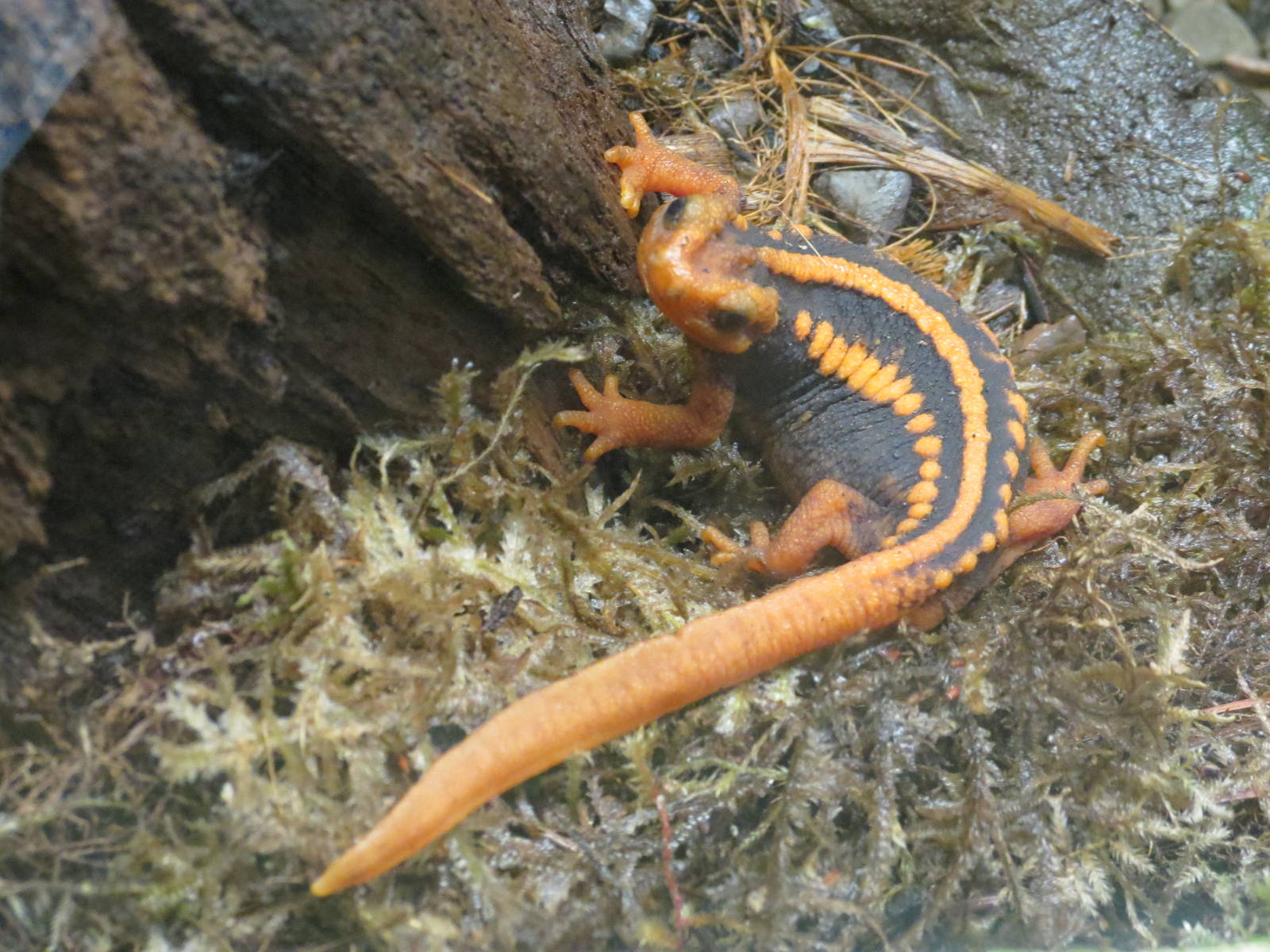 Crocodile Newt