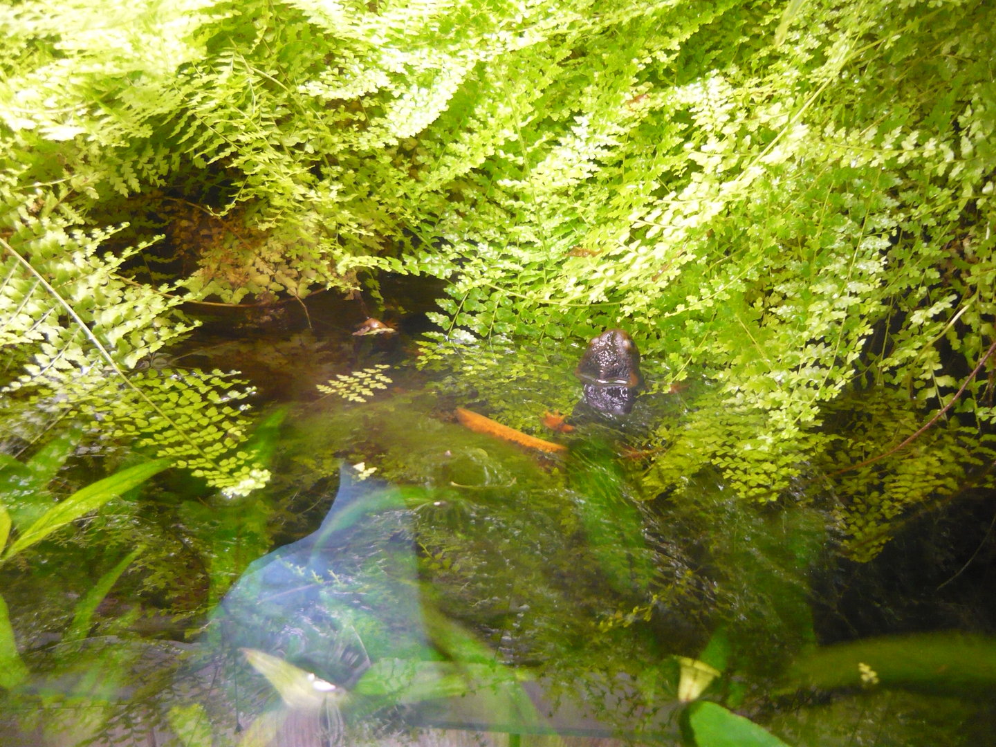 Crocodile newts (Tylototriton verrucosus)