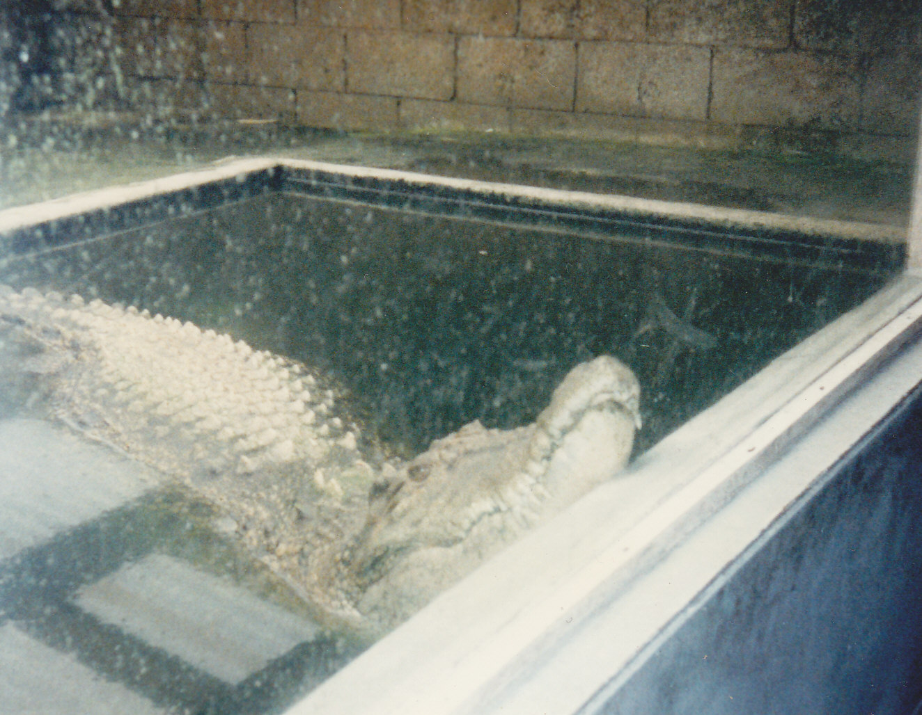 crocodile, North Brighton Zoo, Christchurch