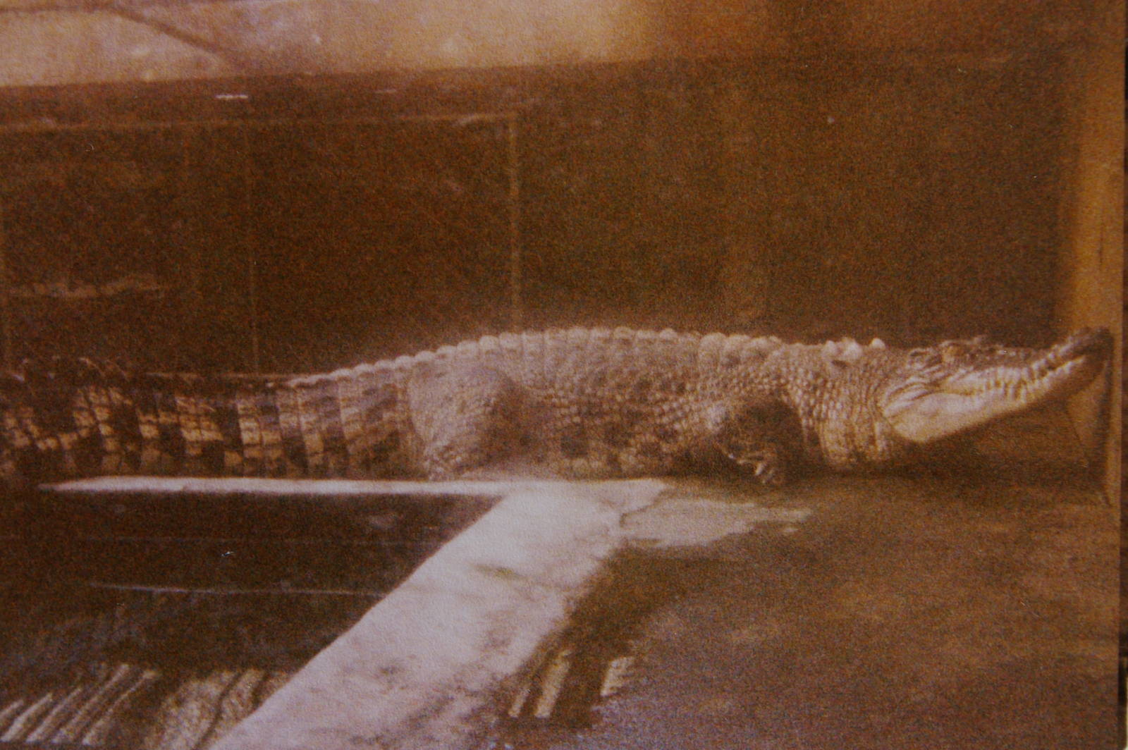 crocodile, North Brighton Zoo, Christchurch