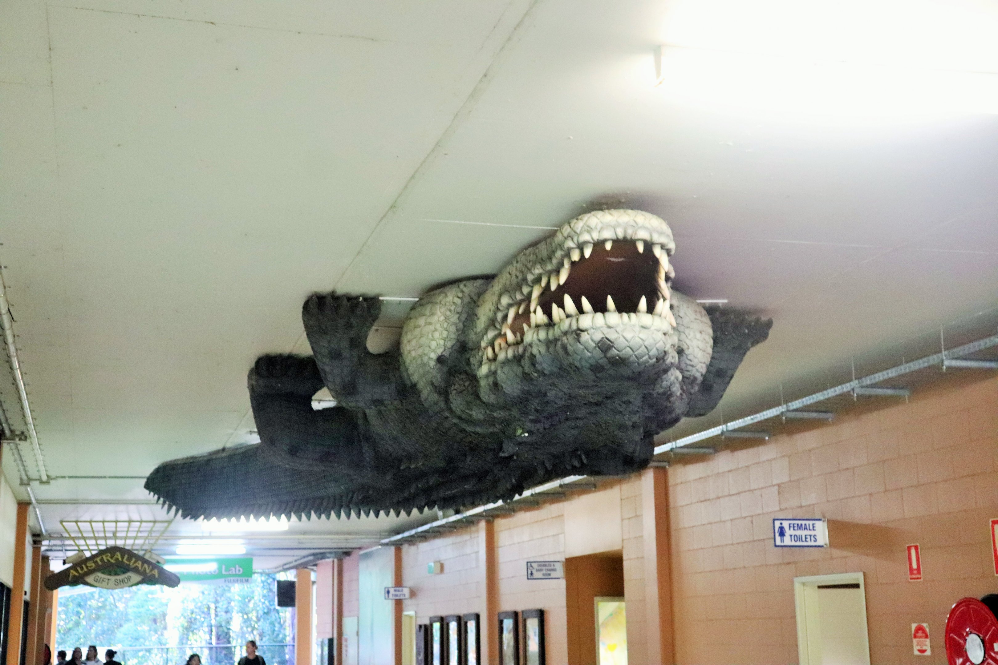 Crocodile on the Roof - Crocoseum