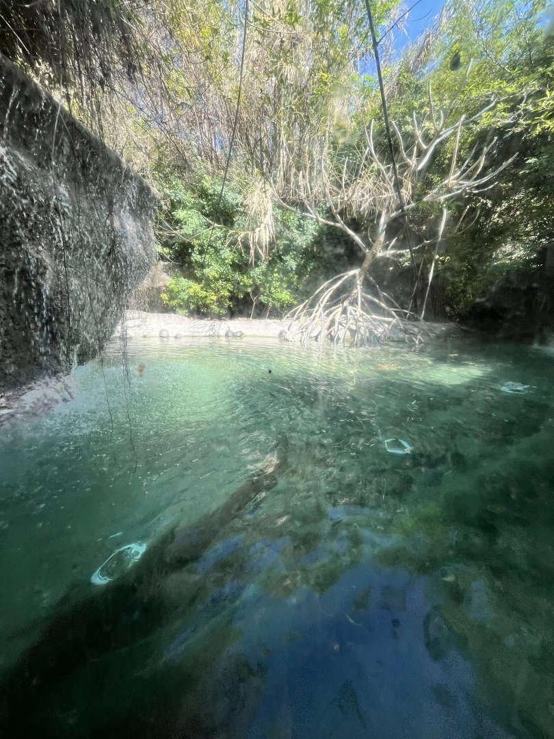 crocodile or caiman or something that i forgot exhibit