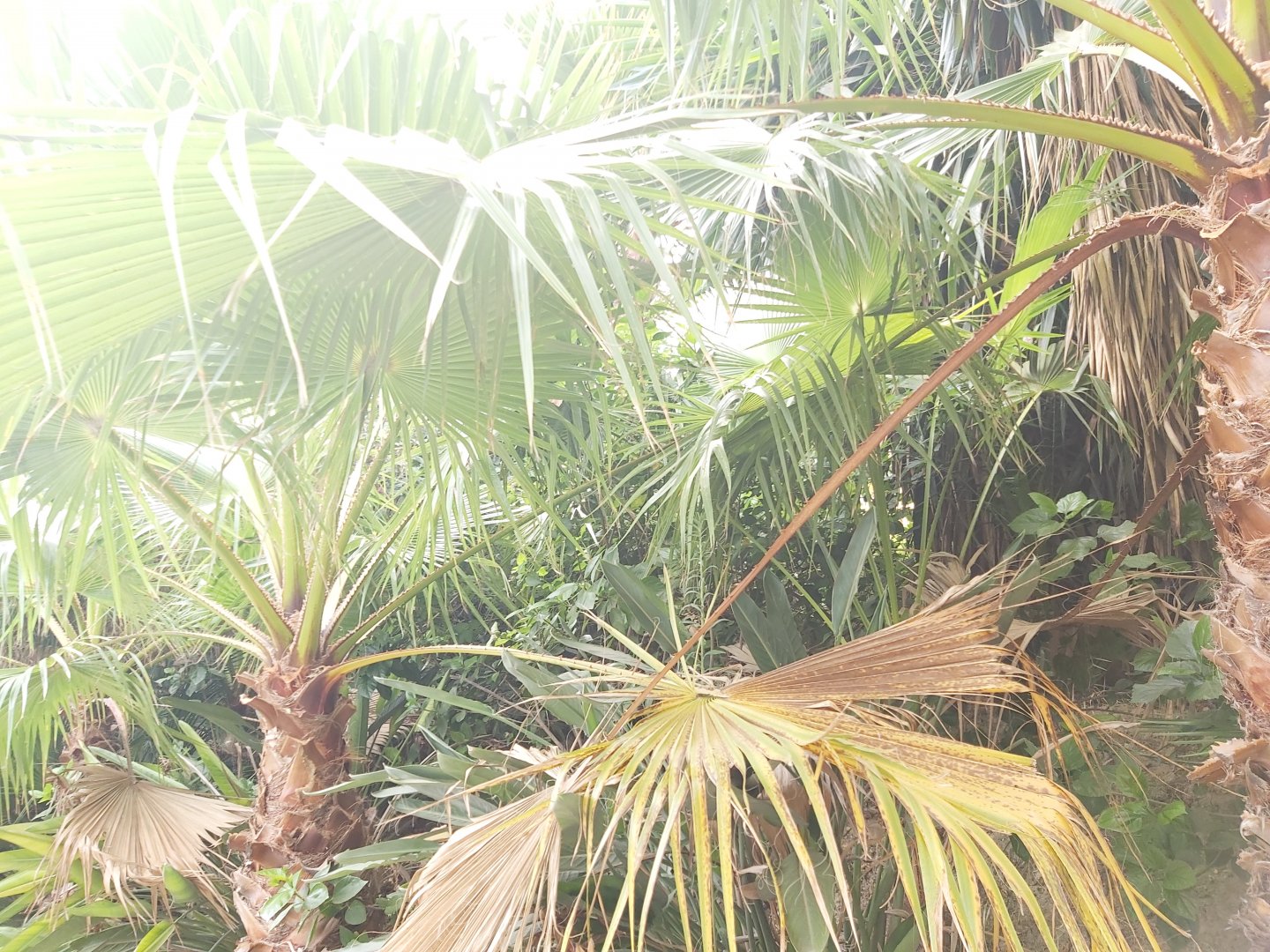 Crocodile Park (Torremolinos): Vegetation at entrance square
