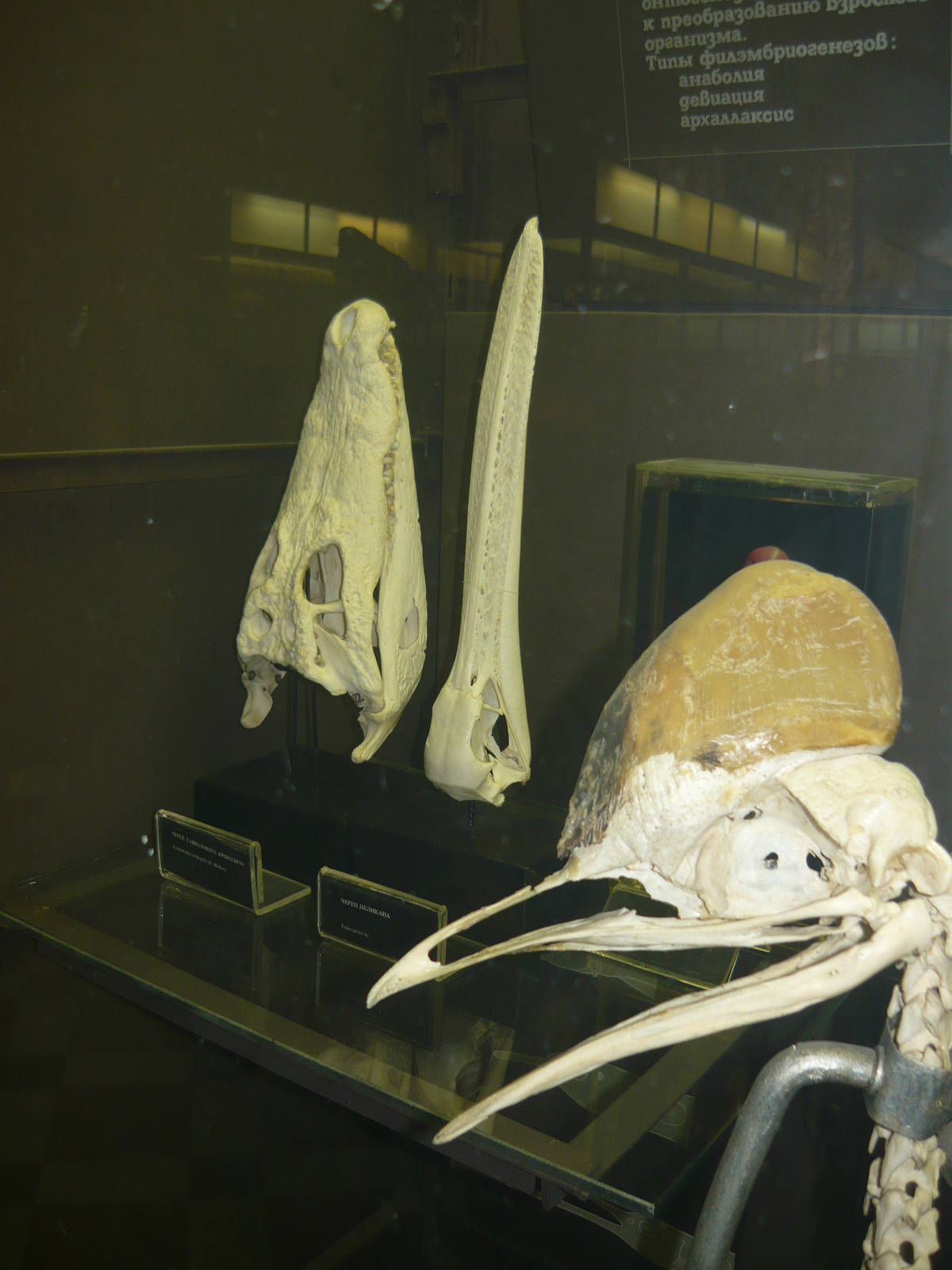 Crocodile, Pelican and Cassowary skulls