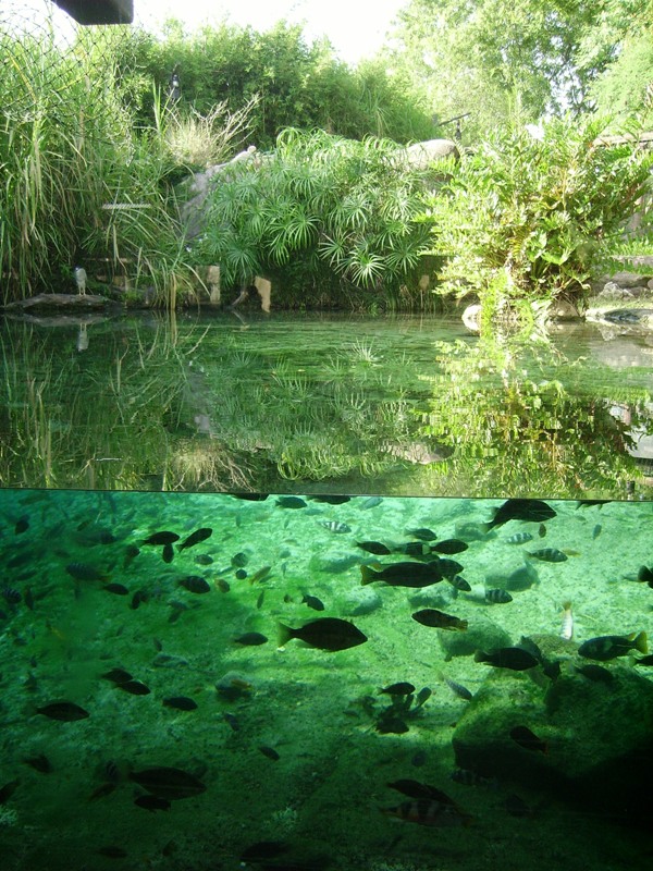 Crocodile Pool - Edge of Africa