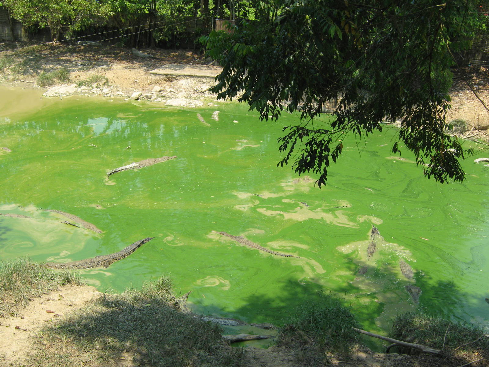 crocodile pool in the breeding part of the zoo