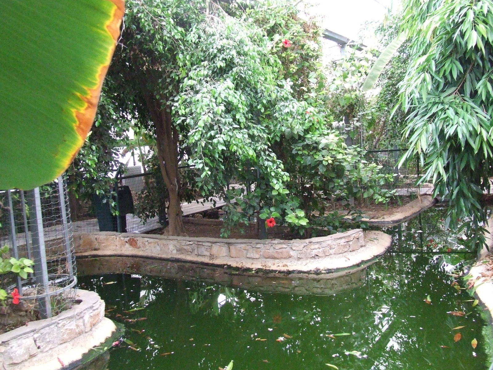 Crocodile pool inside Reptile House