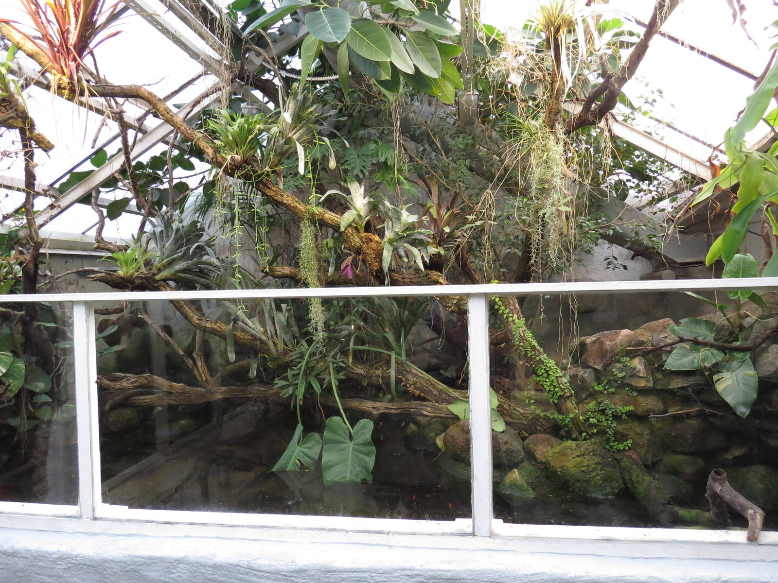 Crocodile pool, June 2015