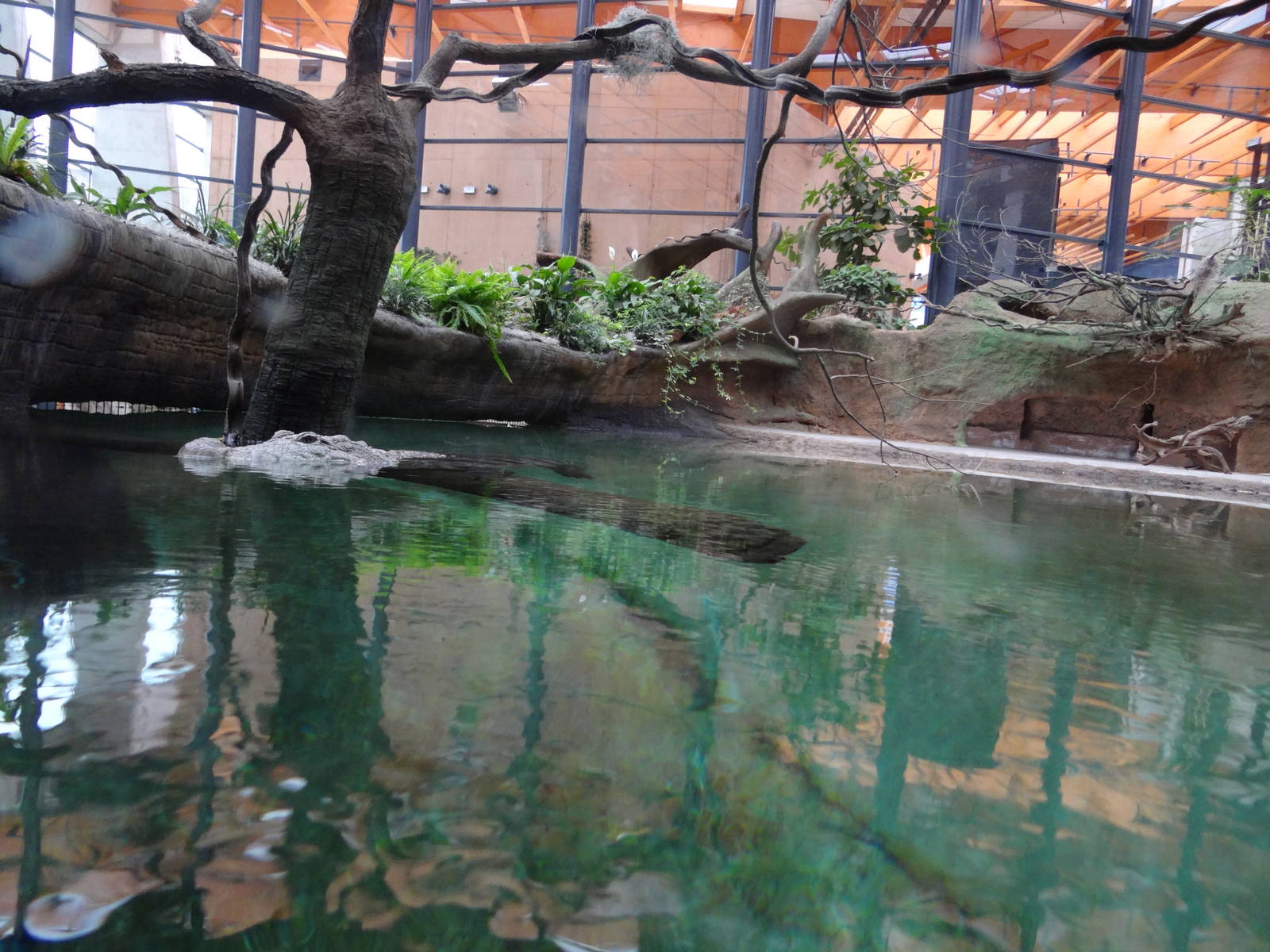 Crocodile pool