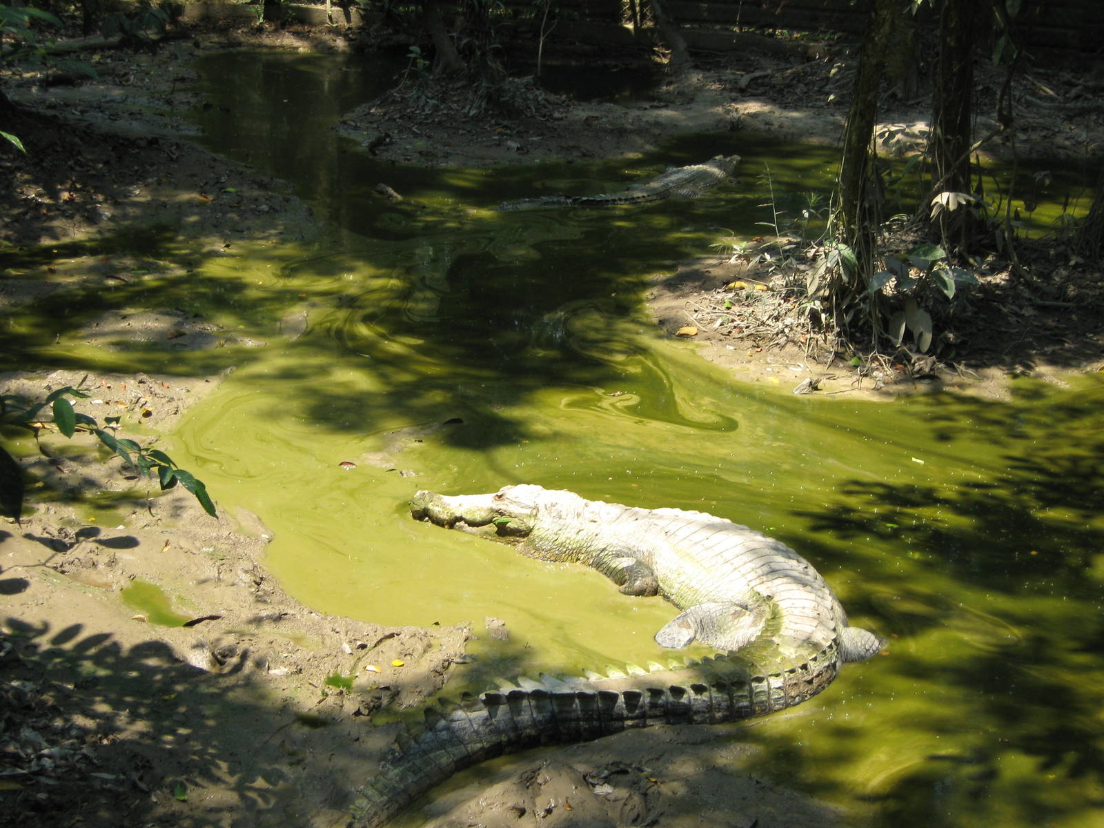 crocodile pool