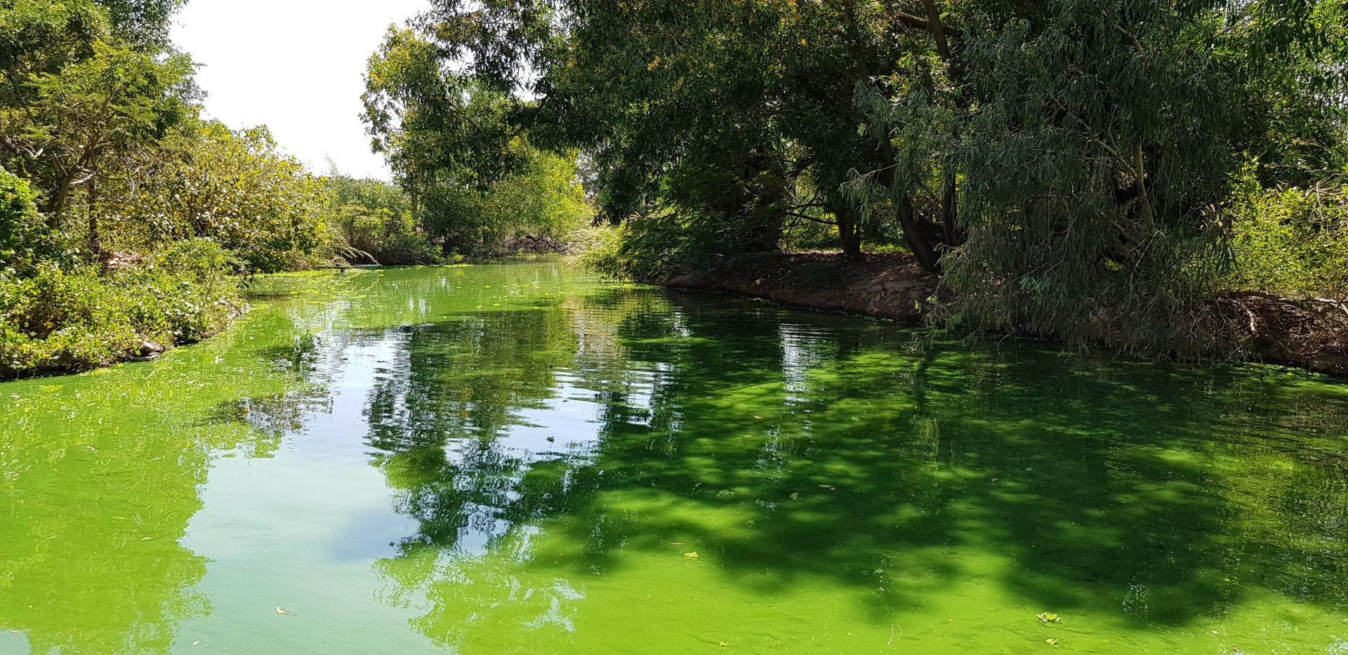 Crocodile river tour