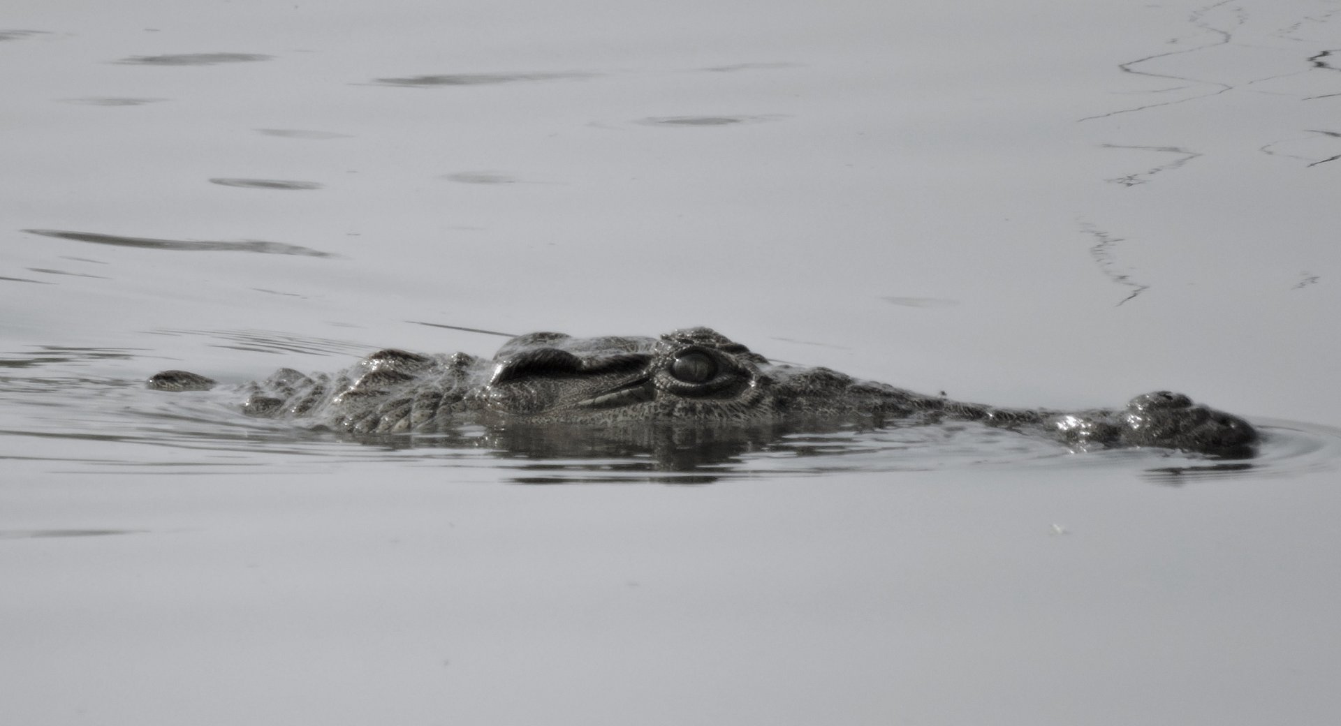 Crocodile - Sabie River
