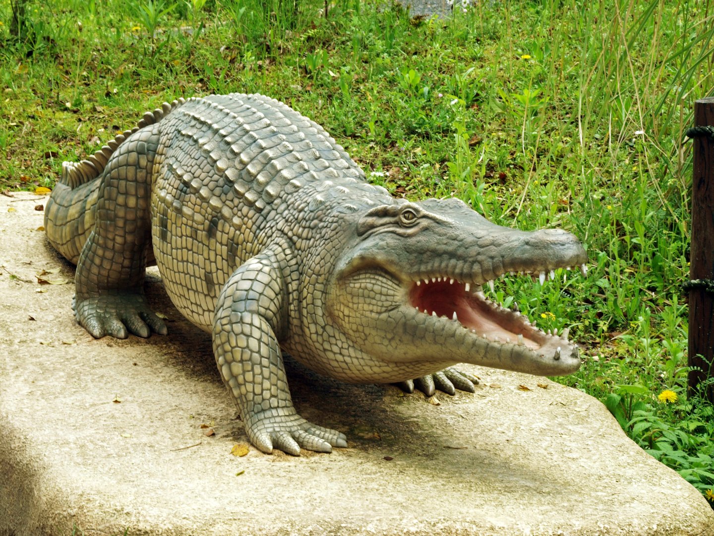 Crocodile sculpture