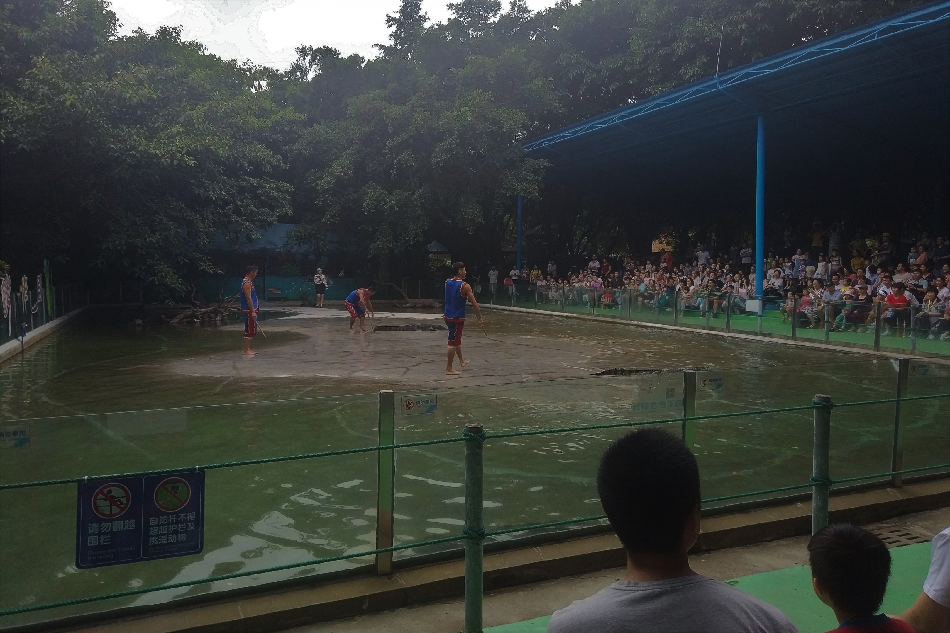 Crocodile Show