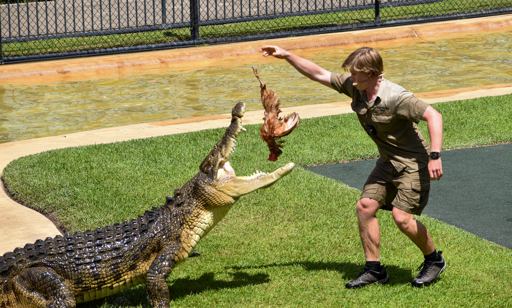 Crocodile Show