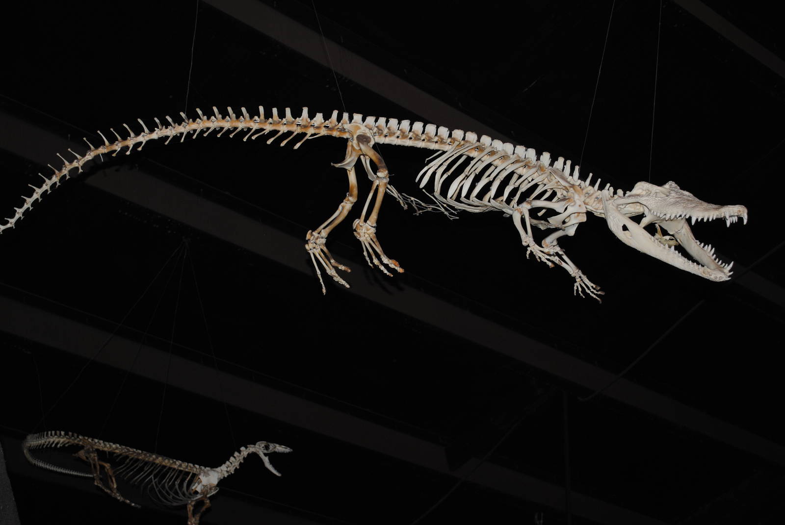 Crocodile Skeleton (Main Galery)