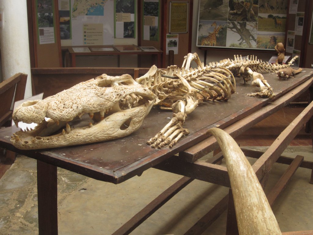 Crocodile skeleton