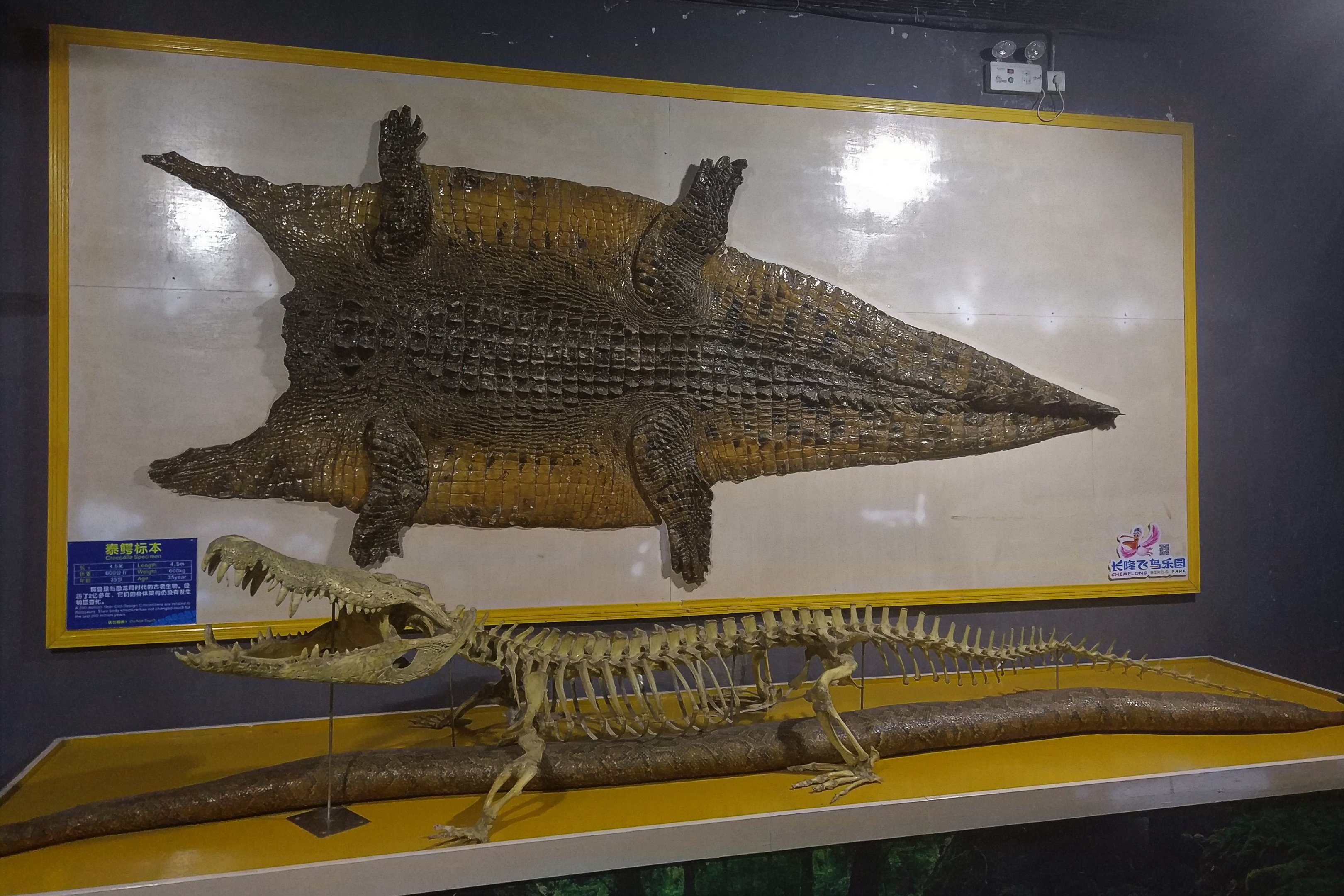Crocodile Skin and Skeleton