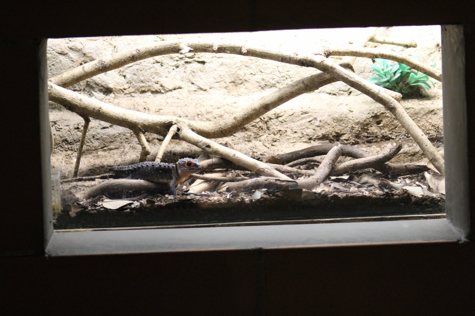 Crocodile Skink Enclosure