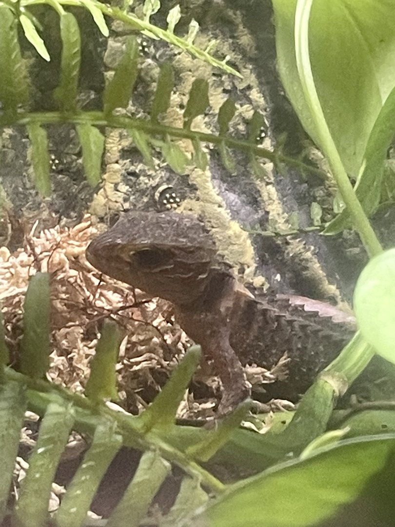 Crocodile Skink ID?
