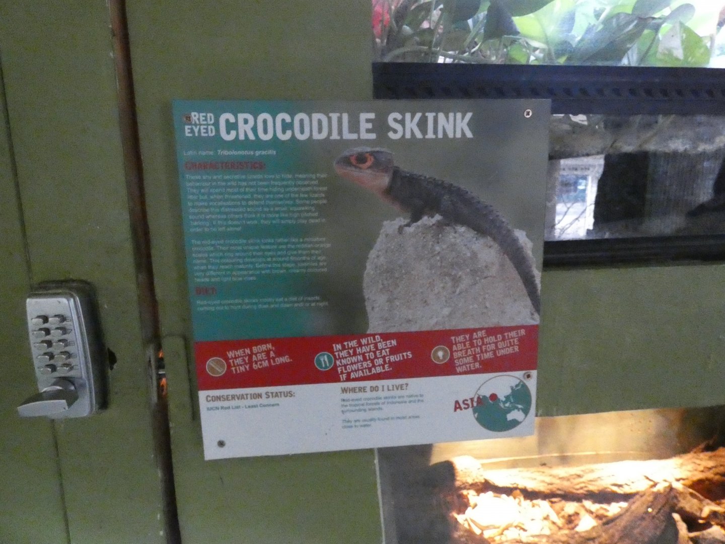 Crocodile Skink Signage