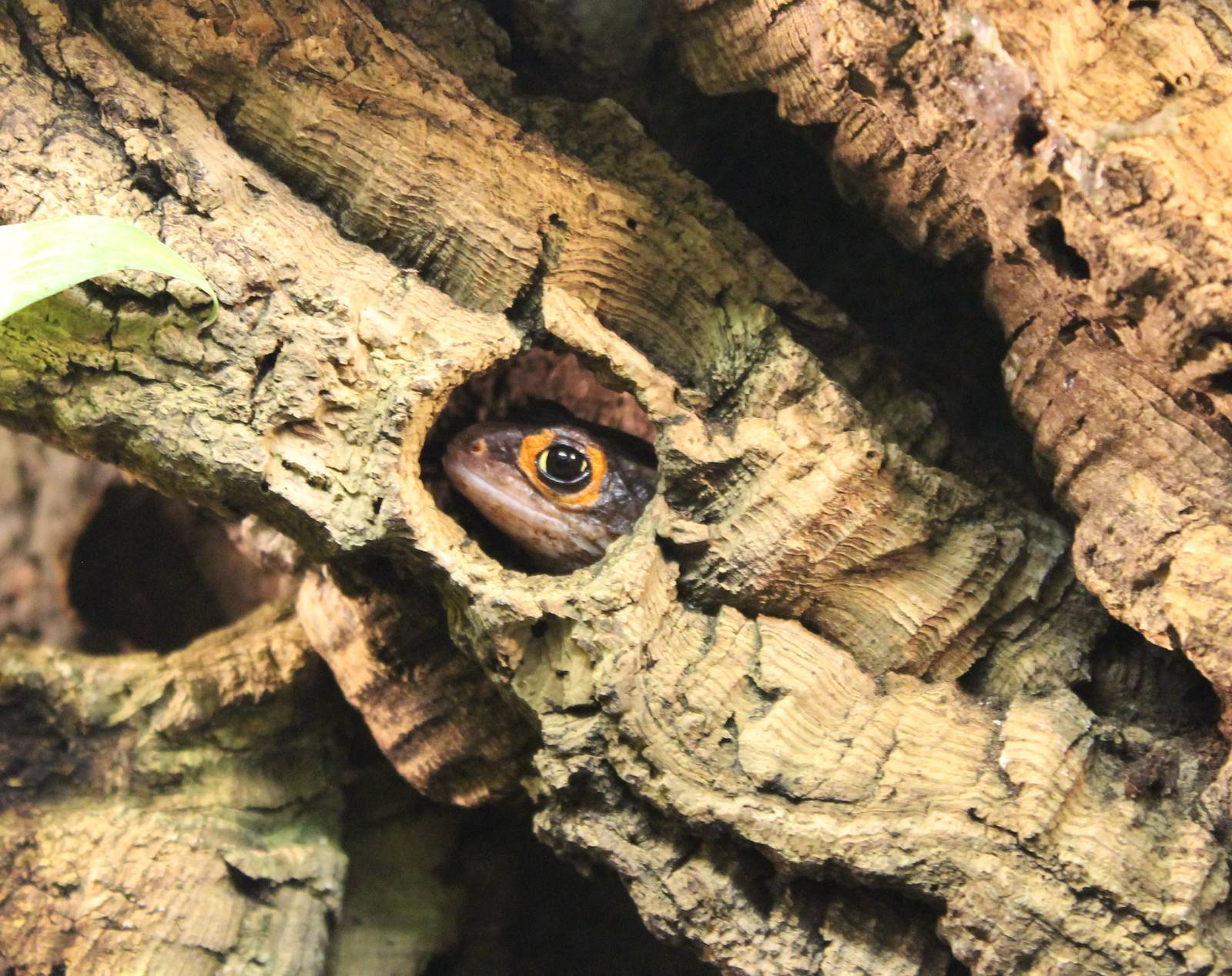 Crocodile skink - trying to hide