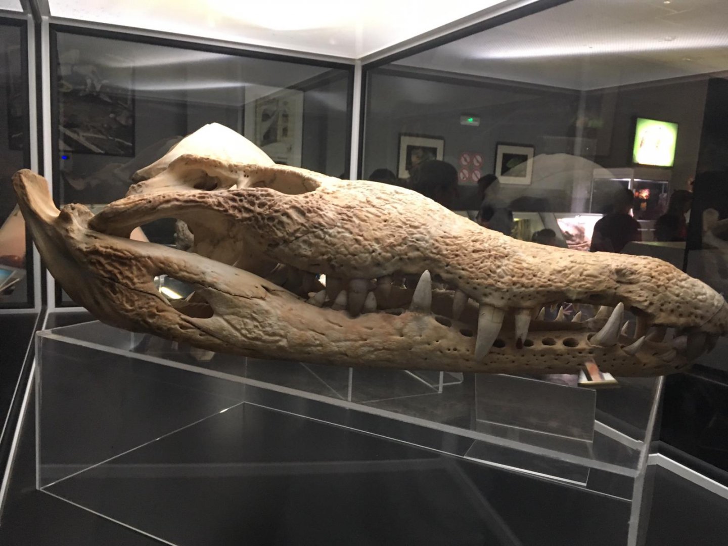 Crocodile skull-Cabarceno 2019