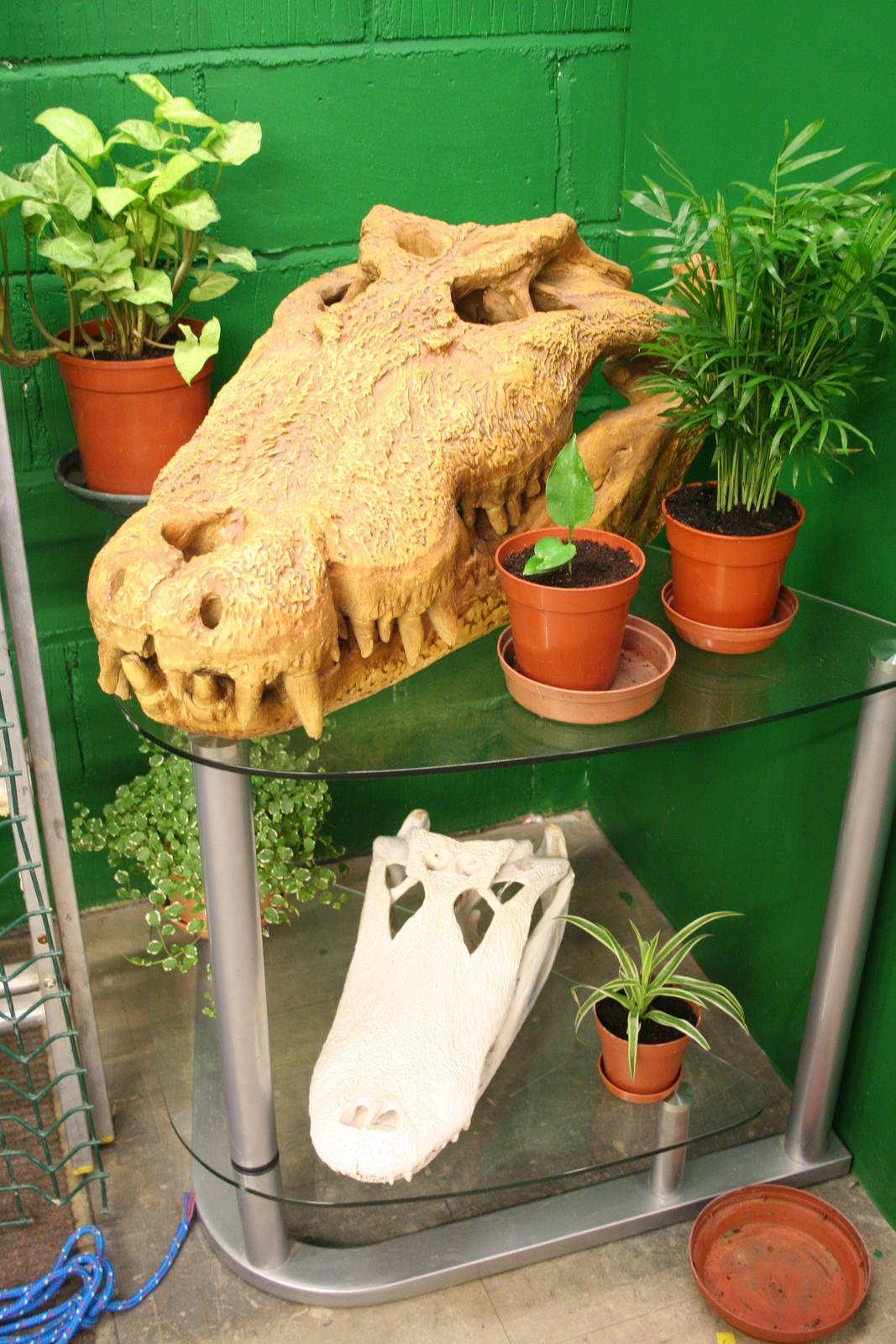 Crocodile skull display