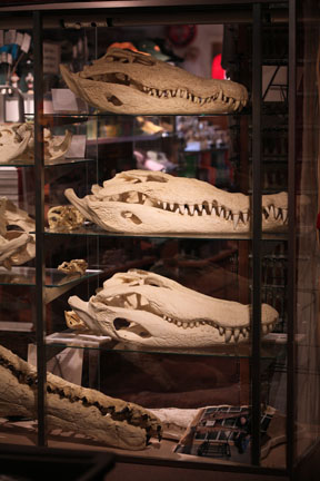 crocodile skulls