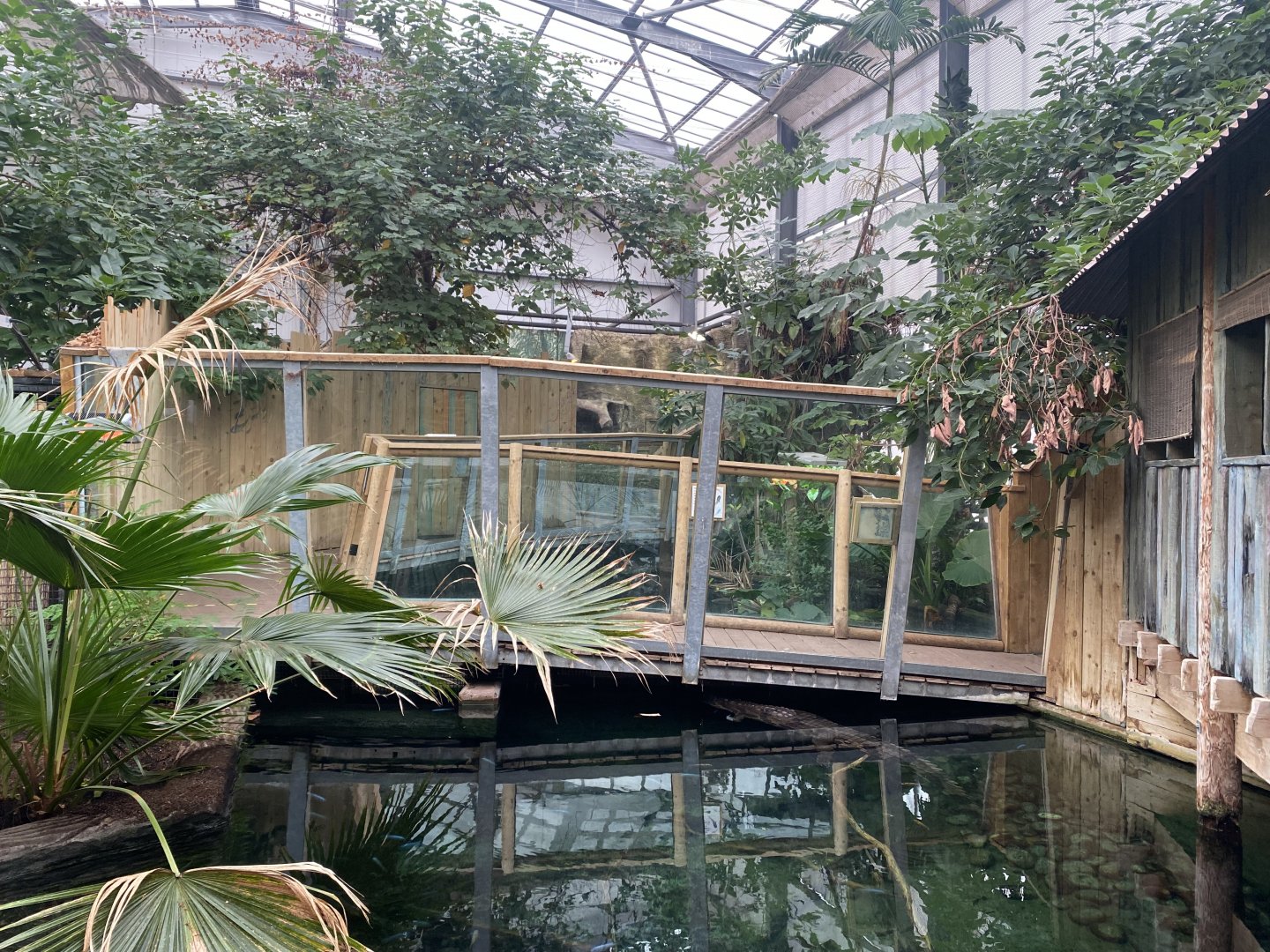 Crocodile Swamp 201121